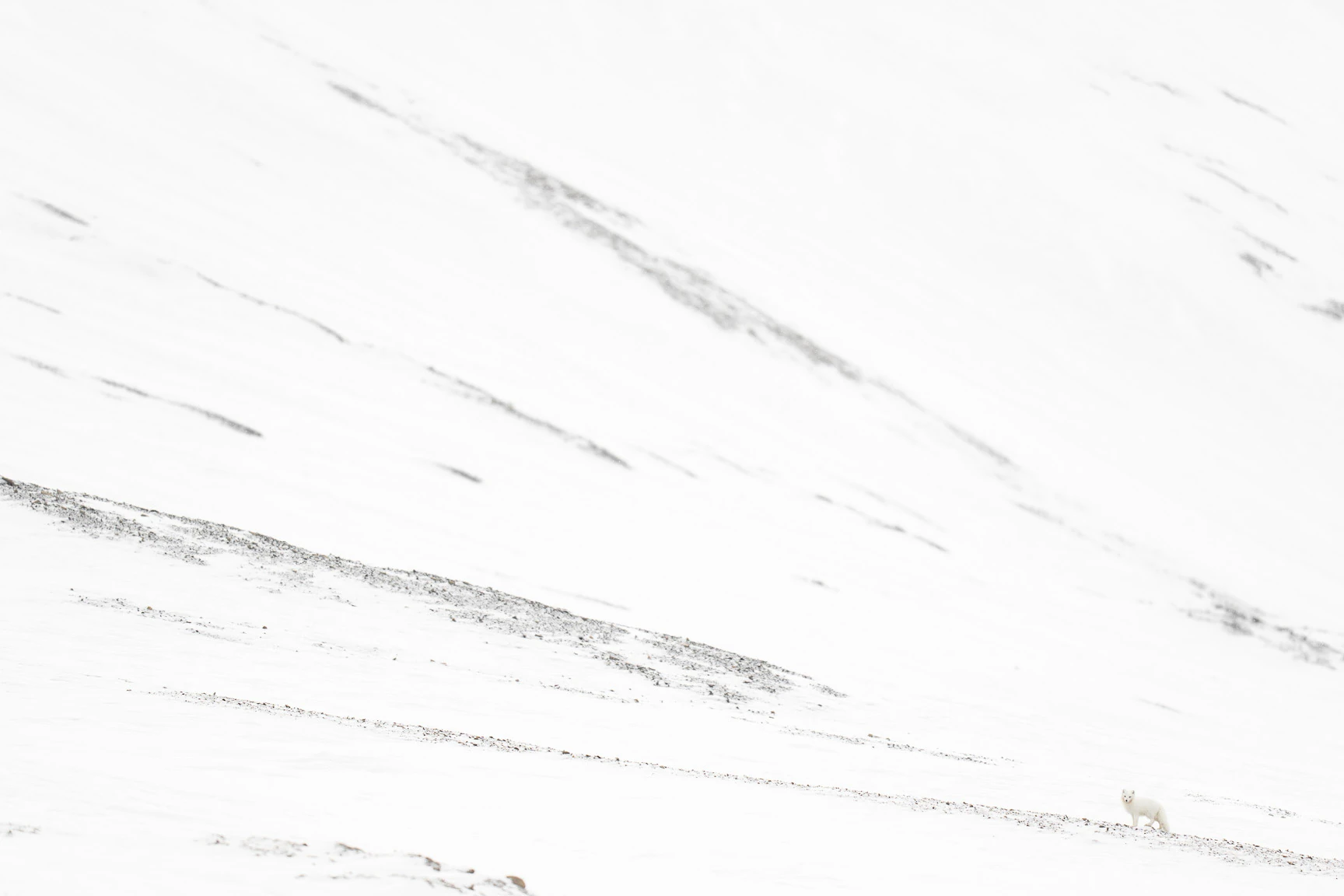 Arctic Fox: An arctic fox standing on a vast white snowy slope.
