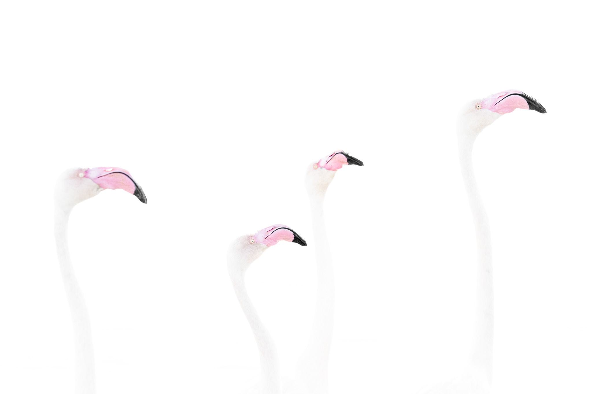 Feathered Four: Four flamingos almost disappearing into a white field of light.