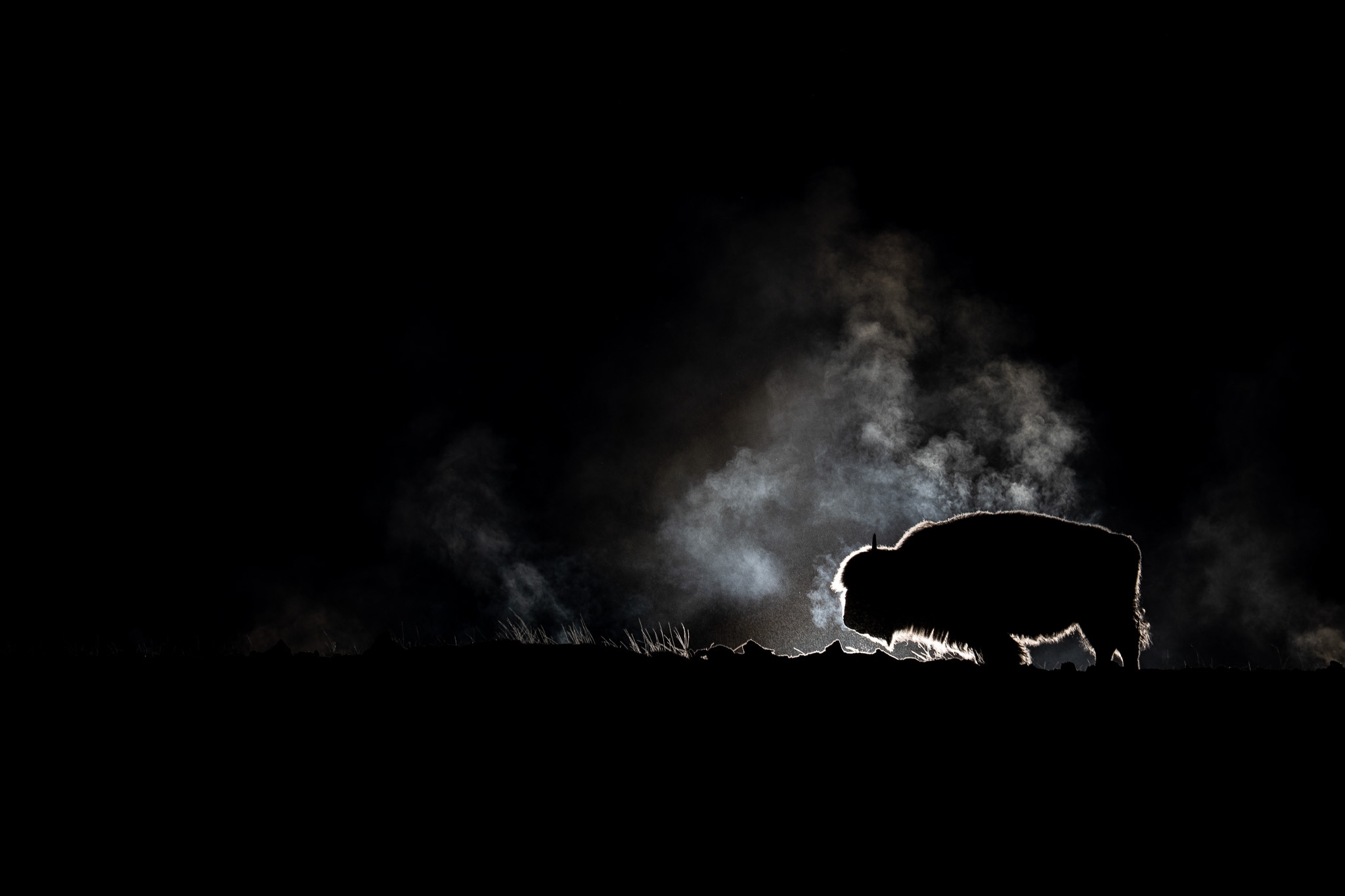 Steam and Strength: A bison silhouette surrounded by breath in deep darkness.