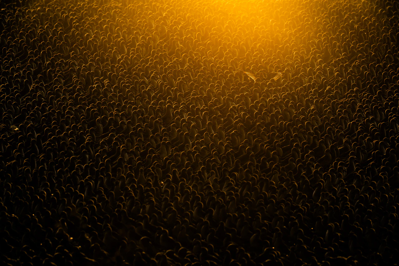 Flock of Gold: One bird lifting above a vast colony glowing in golden light.